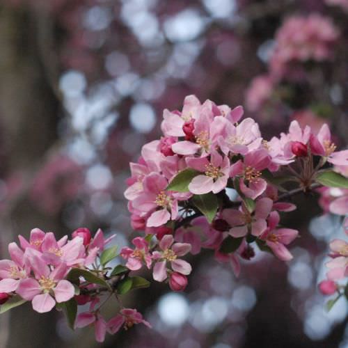 Les Fleurs de Bach Les Fleurs de Bach